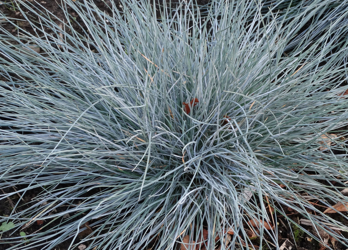 Фестука glauca Elijah Blue (84 палета/Vitroflora)