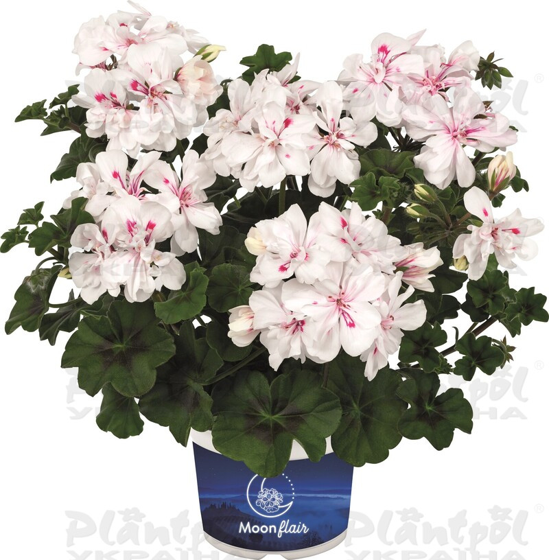 Пеларгонія ампельна Moonflair White