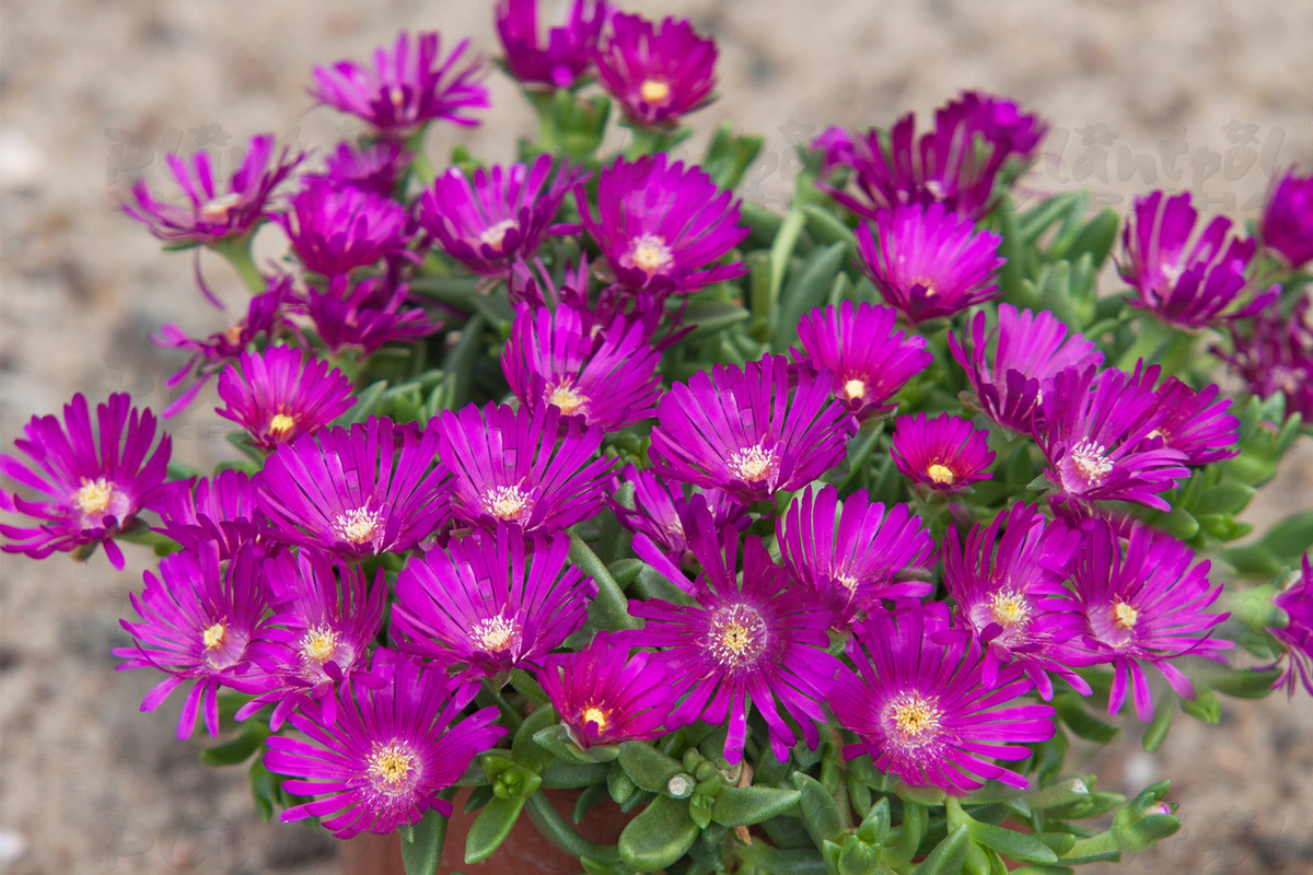 Делосперма Sundella Neon (Vitroflora)