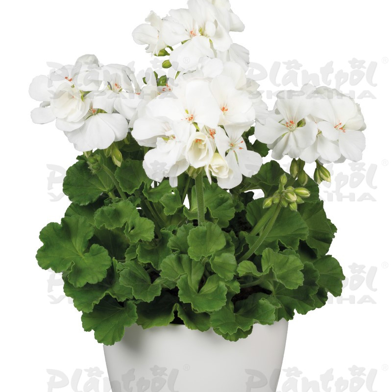 Пеларгоні зональна Zonale White Ice