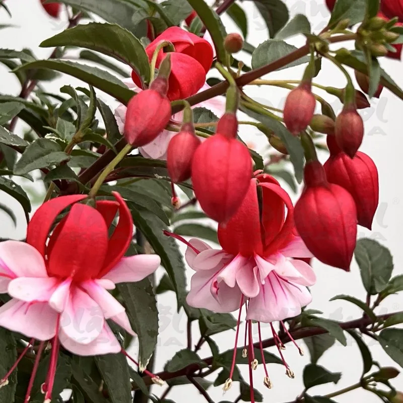 Фото 3