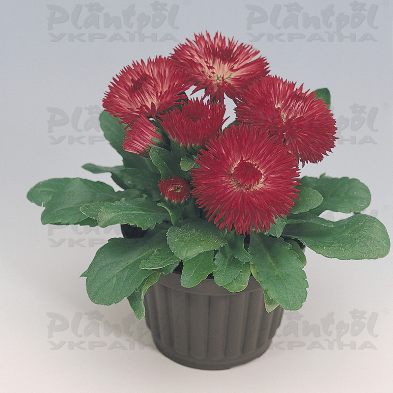 Стокротки bellis perennis Roggli Red