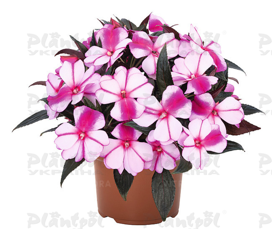 Імпатієнс New Guinea Magnum Violet Star