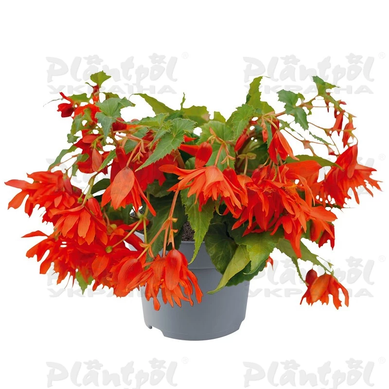 Бегонія Hybrida Funky ™ зональна купити саджанці сіянці