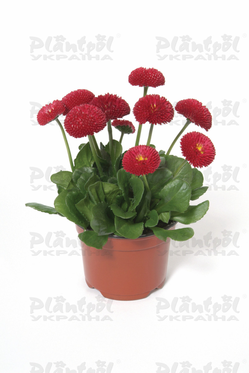 Стокротки bellis perennis Bellissima Red (288 палета)