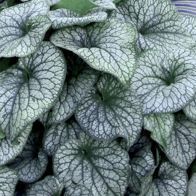 Бруннера  Alexander`s Great (Vitroflora)