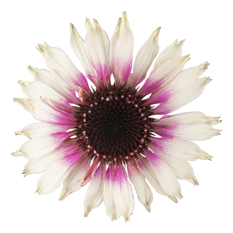 Ехінацея звичайна середня Sombrero Spesial White Purple (84 палета/Florensis)