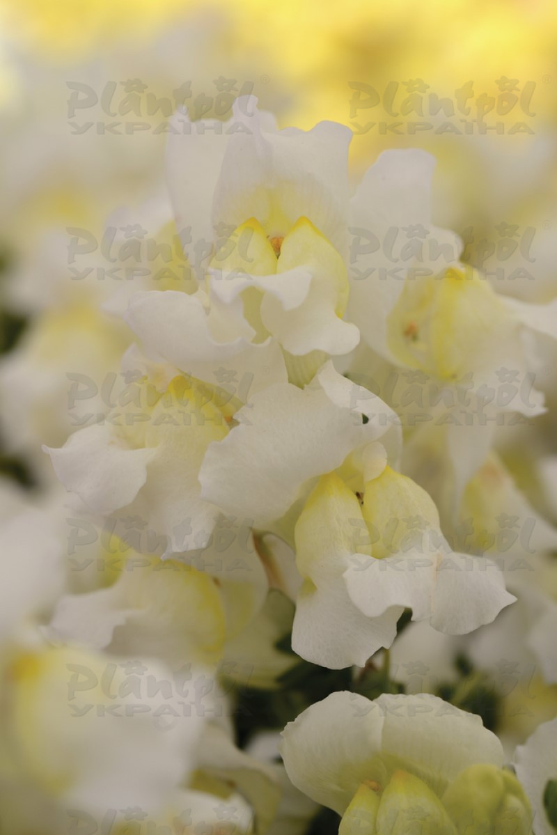 Антірінум majus Snapshot F1 White (288 палета/Florensis)
