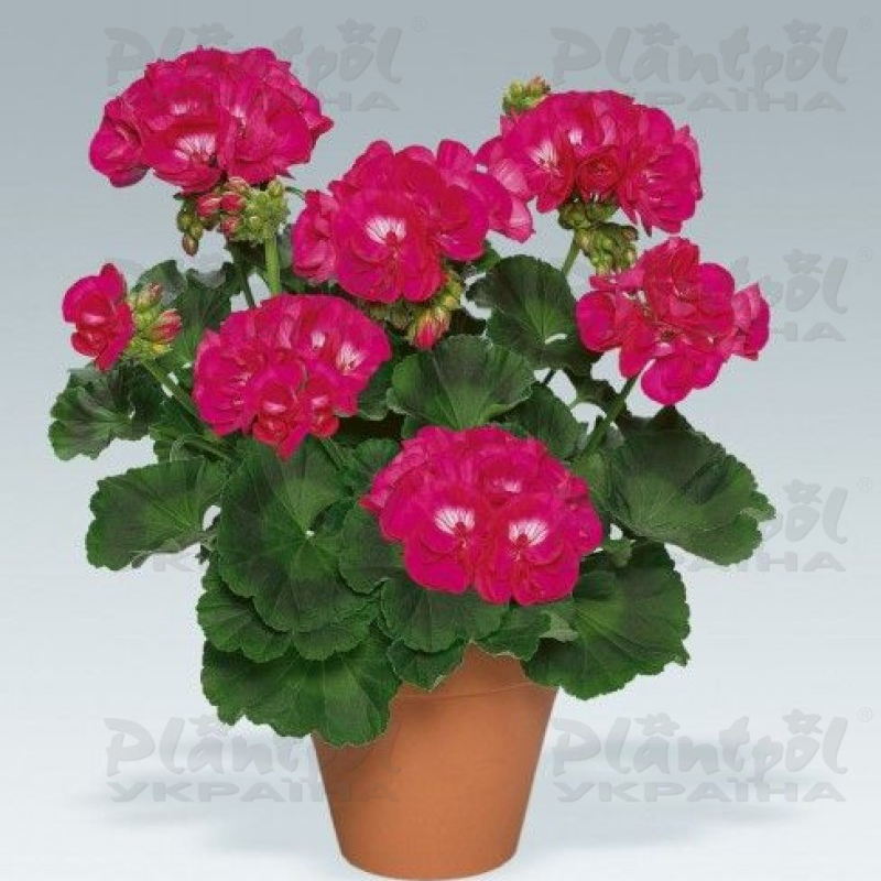 Пеларгоні зональна Zonale Shocking Violet