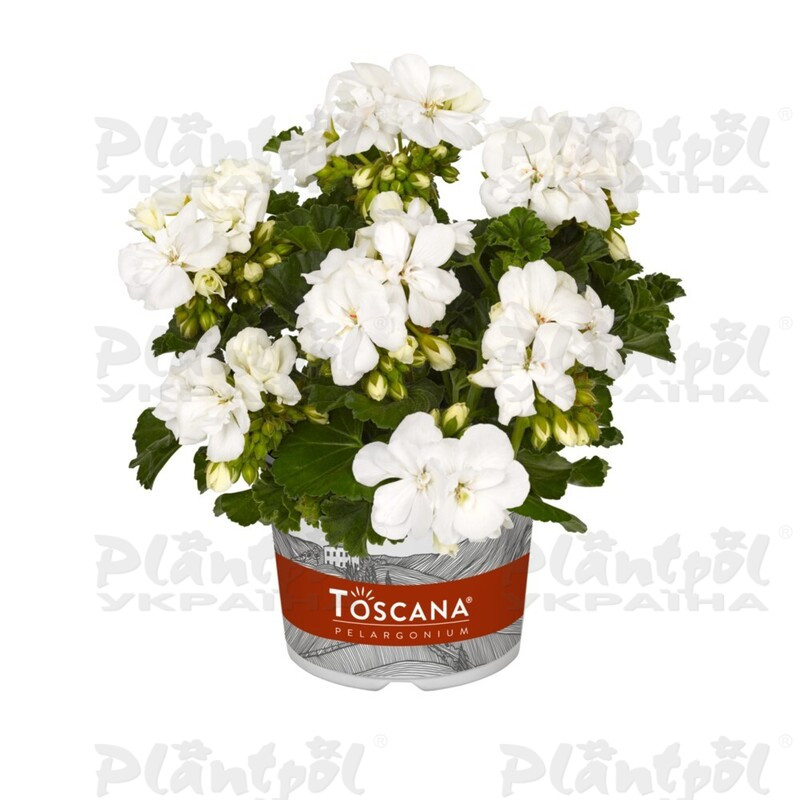 Пеларгонія зональна Dolce Vita Erika White