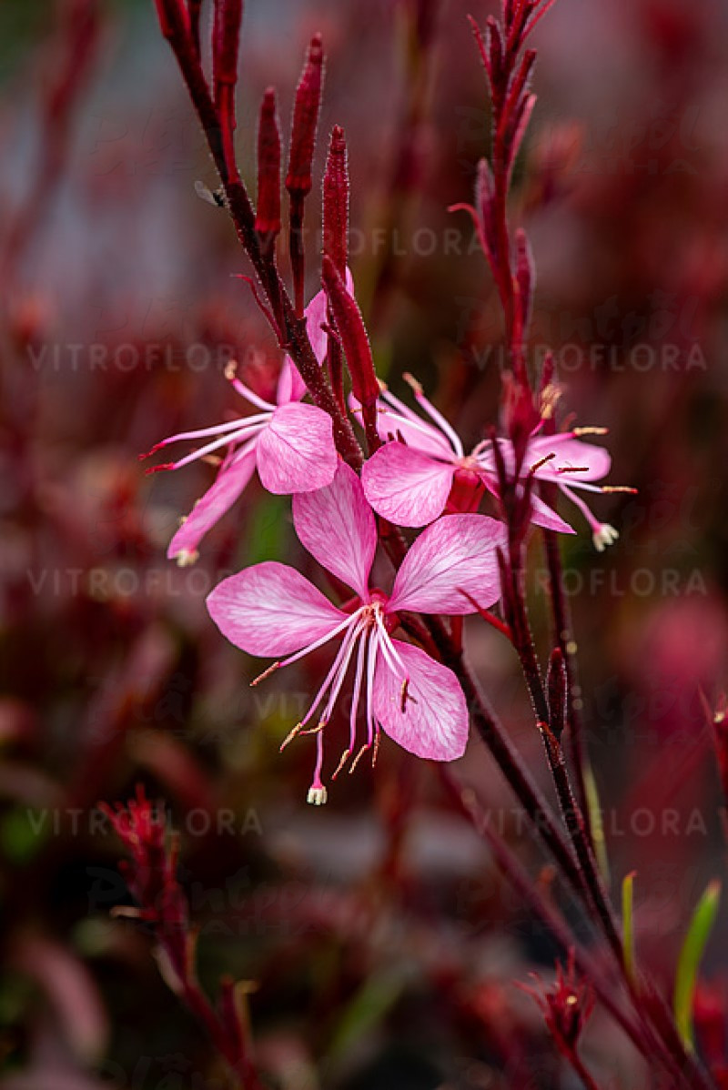 Гаура Blaze (Vitroflora)