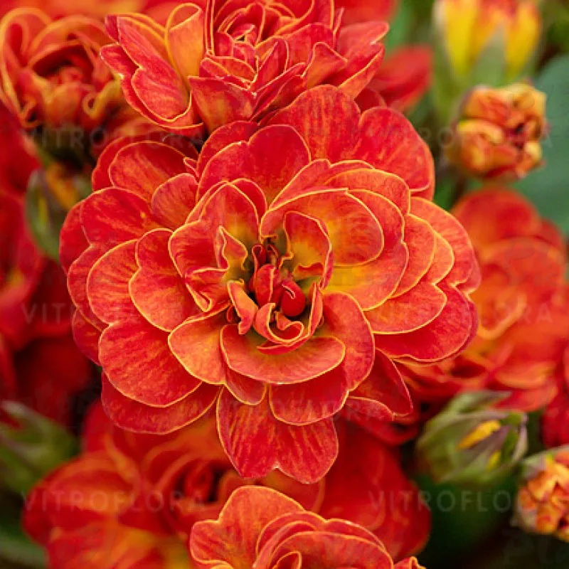 Фото 3