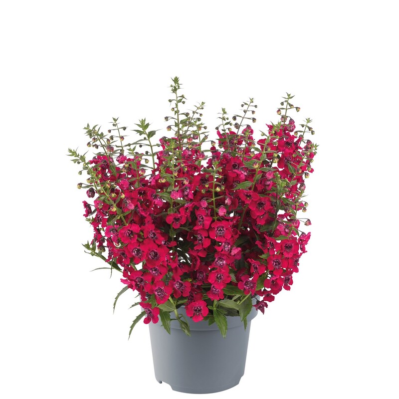 Ангелонія Archangel Cherry Red (128 палета/Florensis)