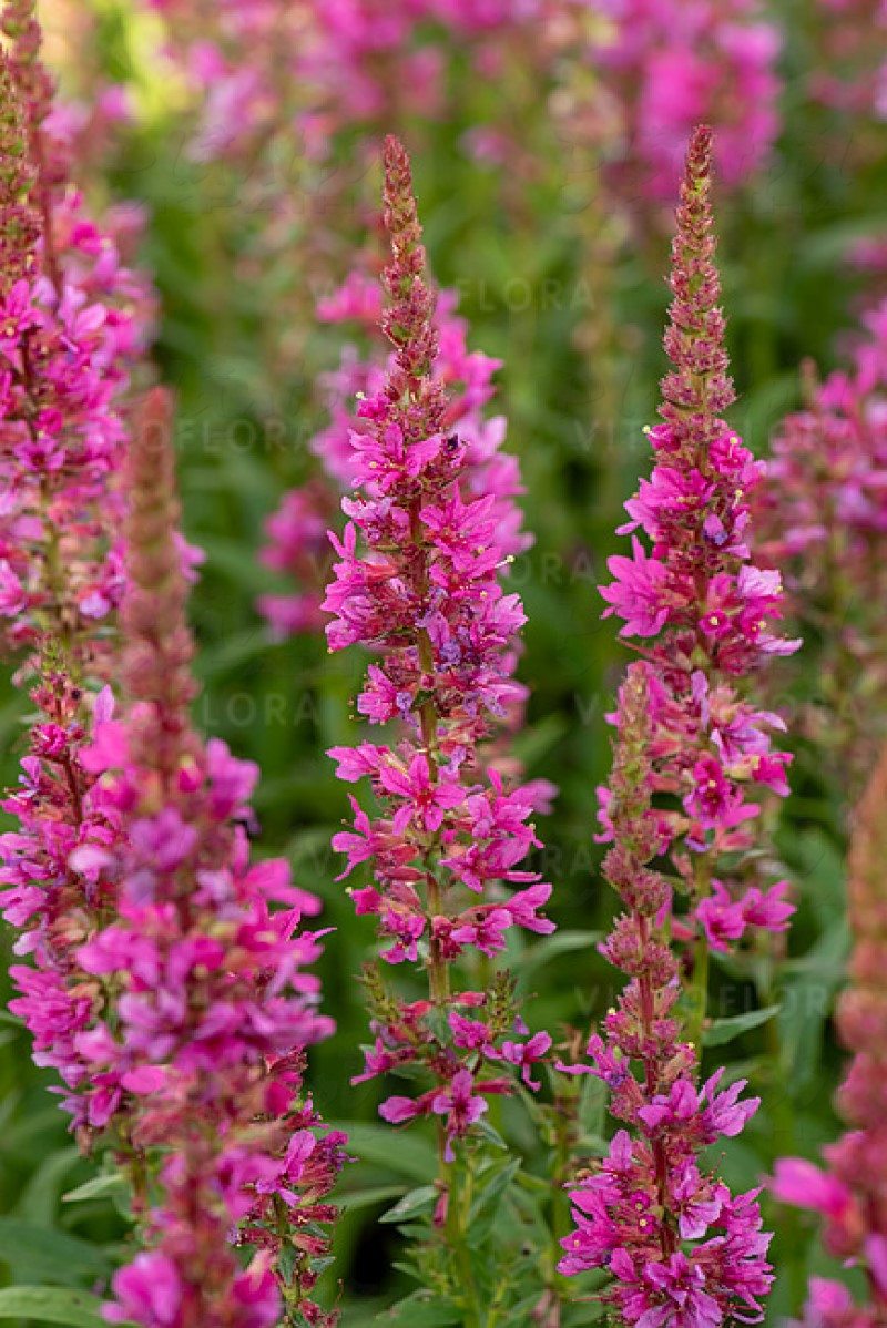 Літрум Robert (Vitroflora)
