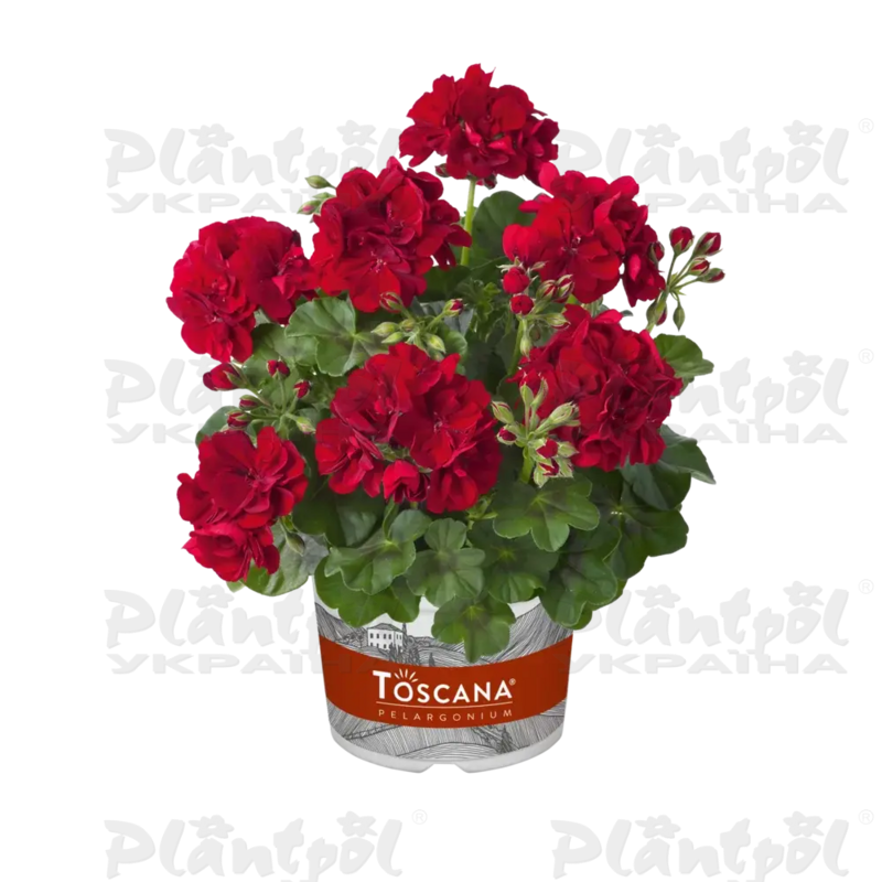 Пеларгонія ампельна Sunflair Ruben Dark Red