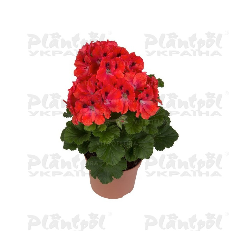 Пеларгонія королівська Elegance Coral Sunset