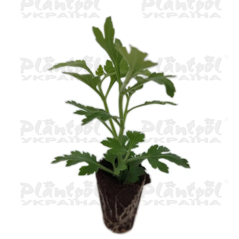 Фото 2