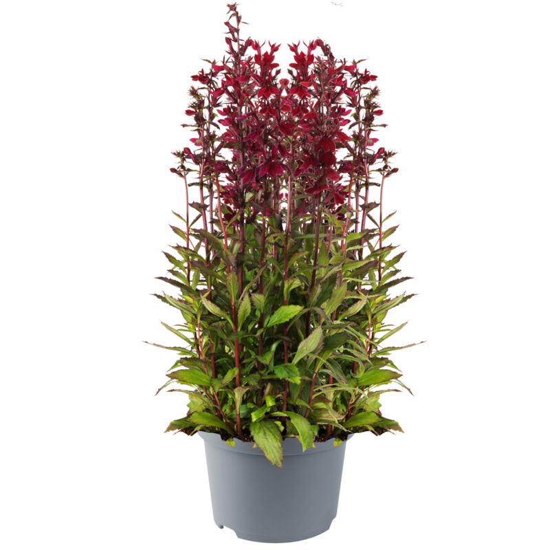 Лобелія Starship™ F1 Burgundy (84 палета/Florensis)