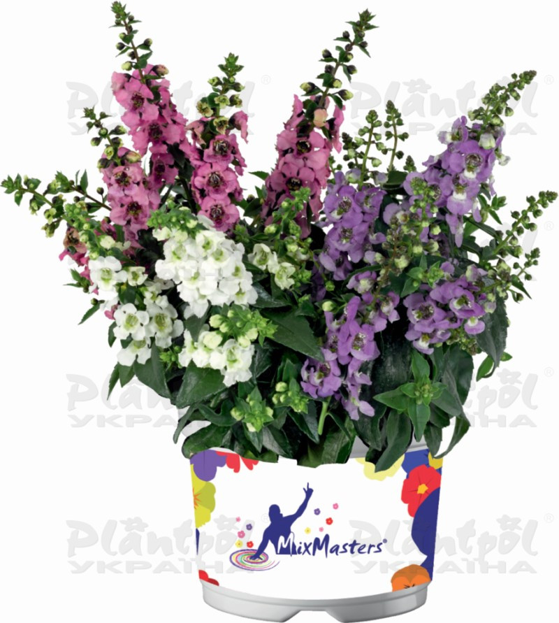 Ангелонія angustifolia Serenita® Mix (288 палета/Florensis)