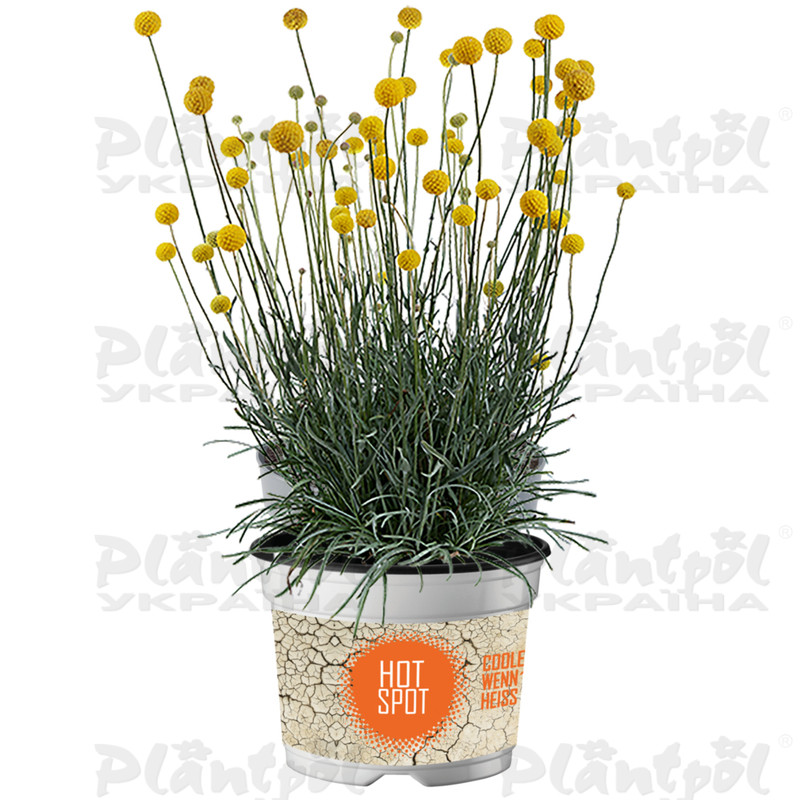 Краспедія Golf Beauty (102 палета/Plantpol)