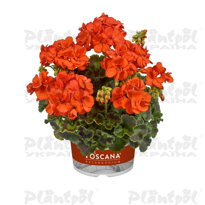 Пеларгонія зональна Smart Patricia Orange