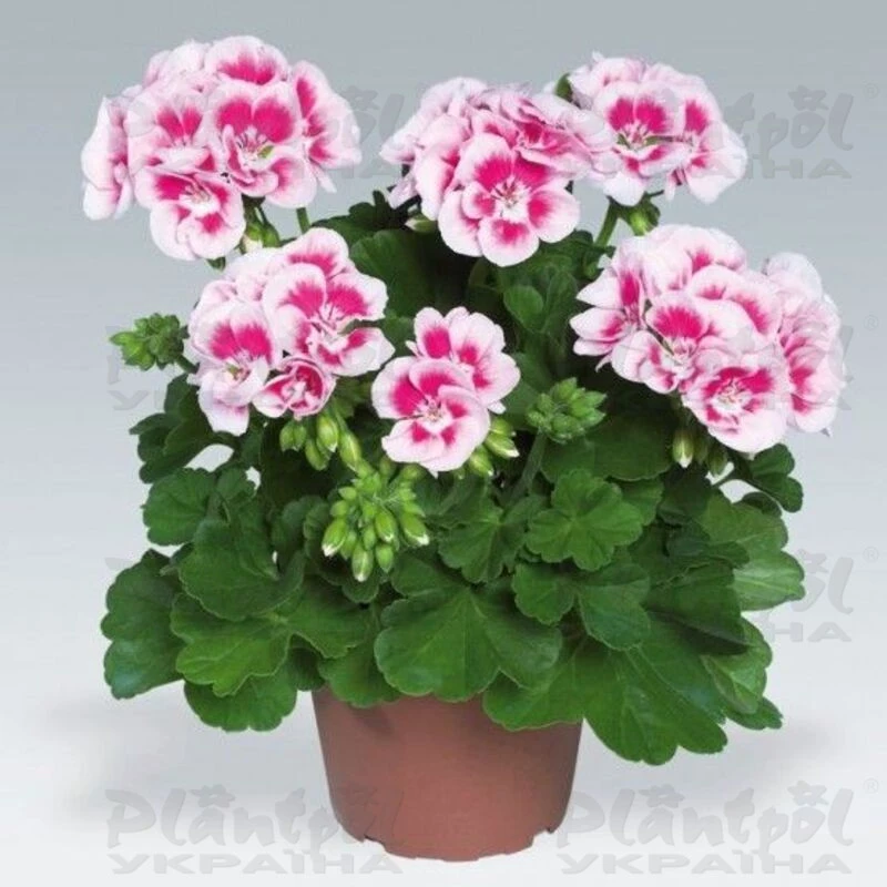 フェアリーベール Пеларгонія зональна PelargoniumZONALE Flower Fairy White Splash на
