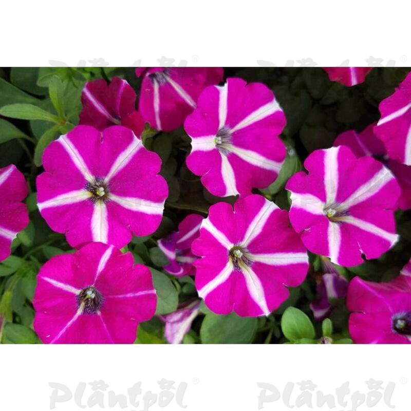 Петунія Supertunia Sangria Star