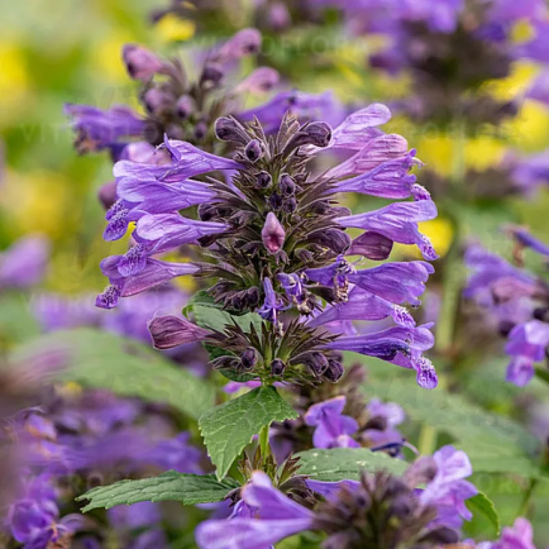 Фото 1