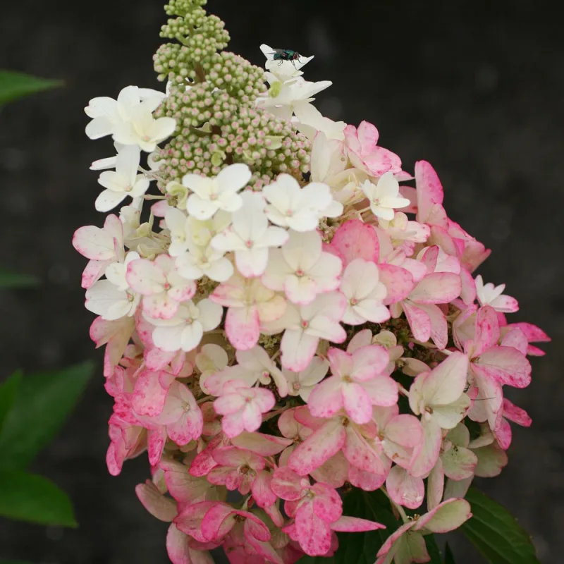 Фото 2