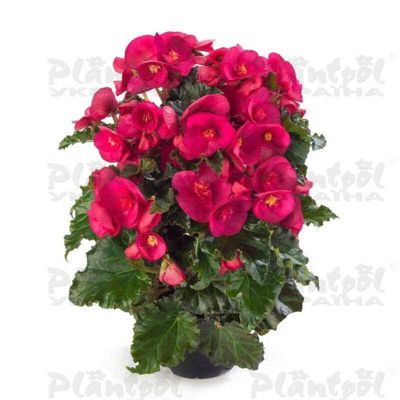 Бегонія Cottage Evi Bright Pink