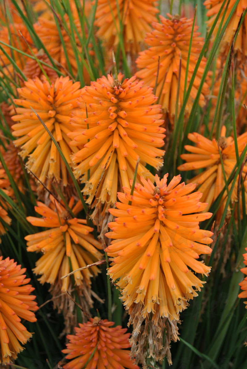Кніфофія Poco Orange (Vitroflora)