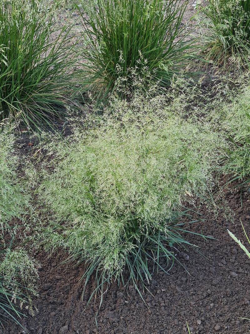 Дешампсія caespitosa Palava (Vitroflora)