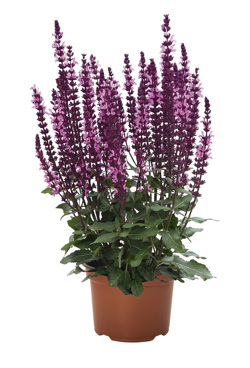 Шавлія nemorosa Midnight Rose (Vitroflora)