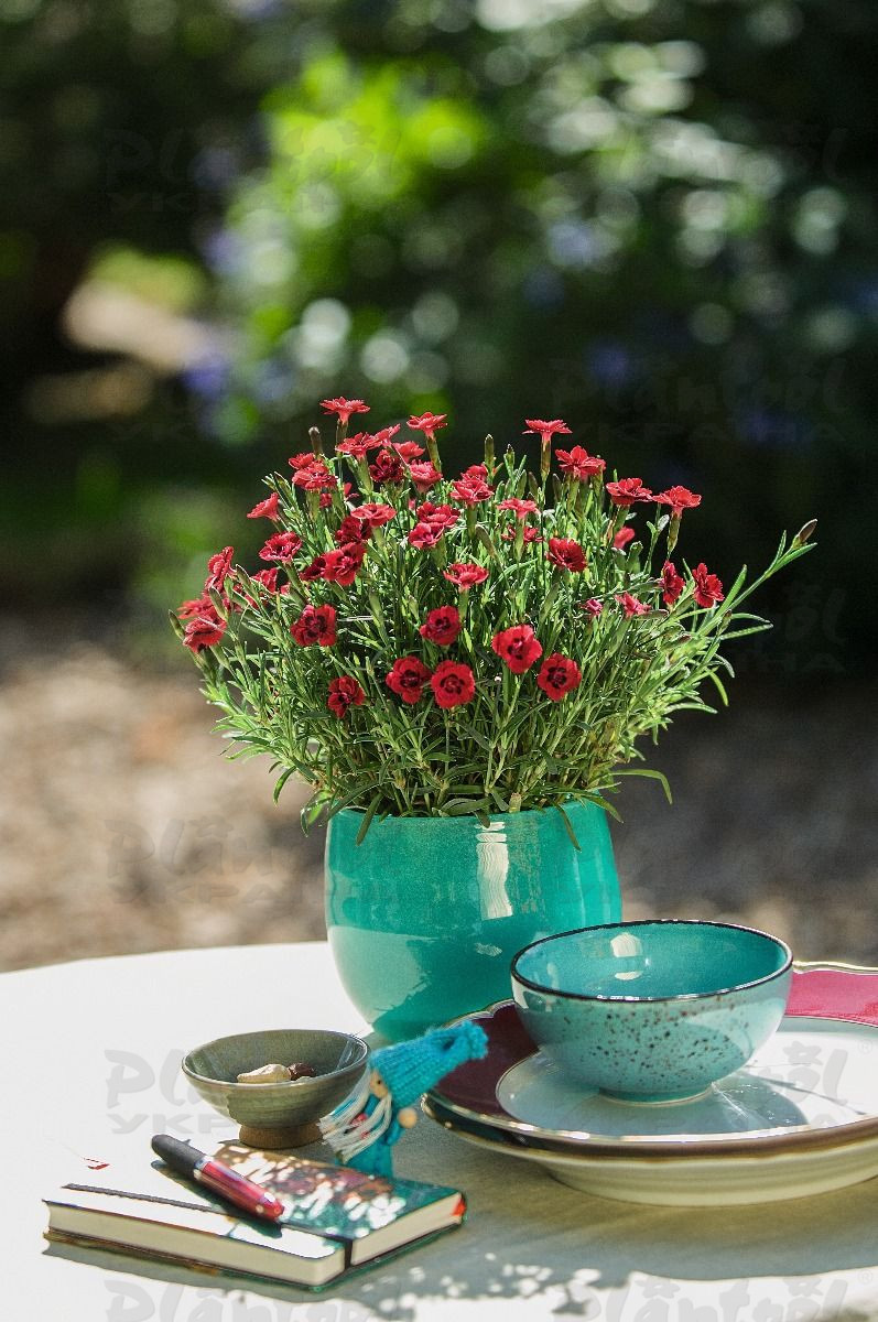 Гвоздика Merci Fleuri (Plantpol)