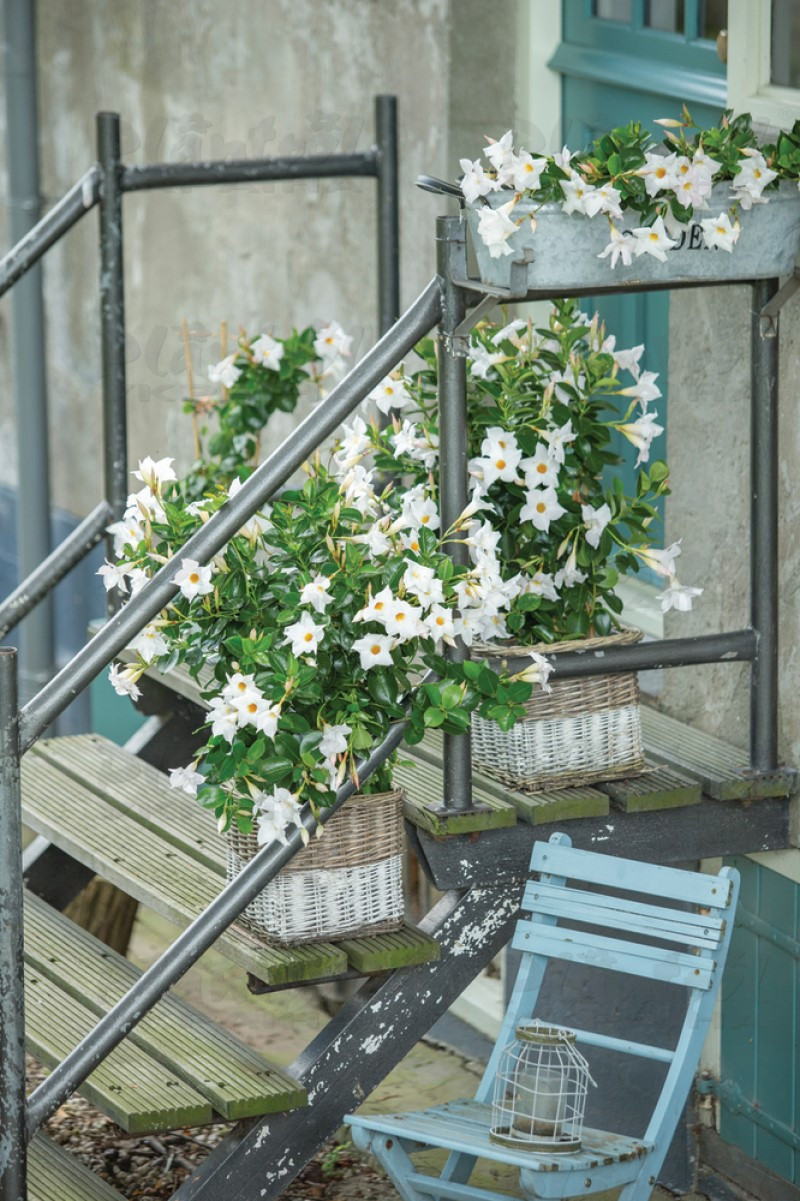 Дипладенія (Сундавіл) Mandevilla Opal White