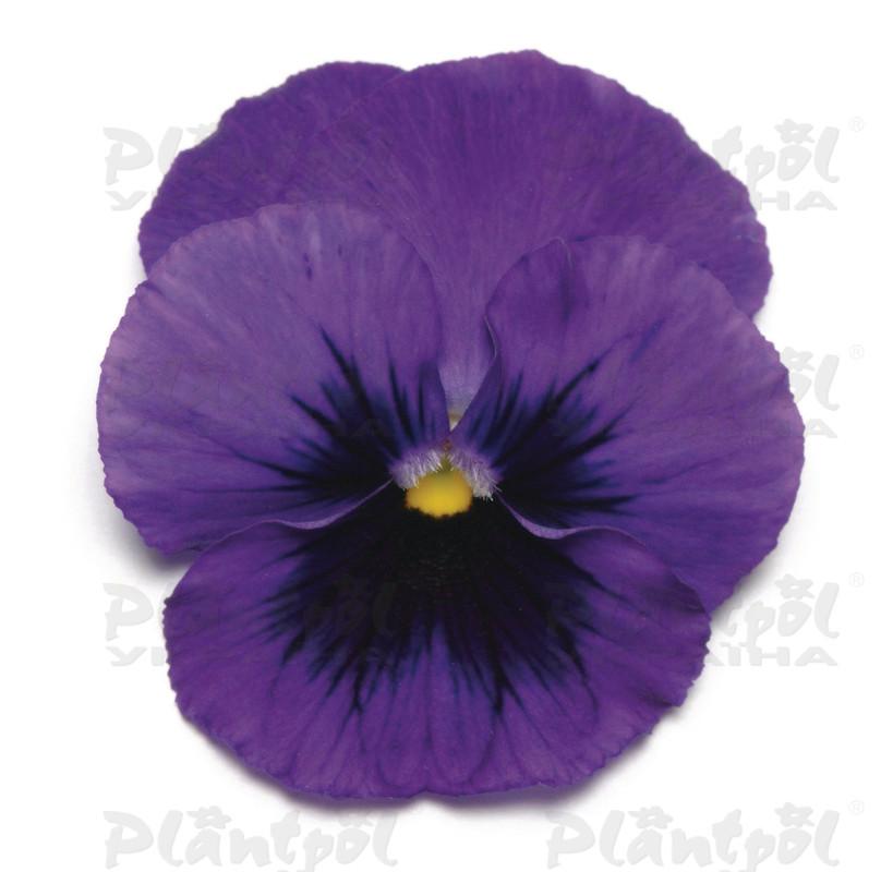 Віола wittrockiana Panola XP F1 Deep Blue Blotch (288 палета/Florensis)