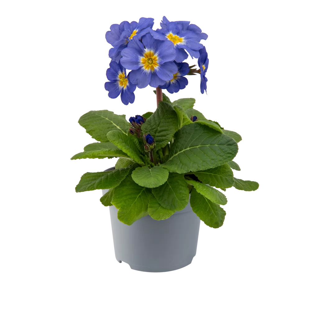 Примула elatior Sibel Elcora Blue (288 палета/Florensis)