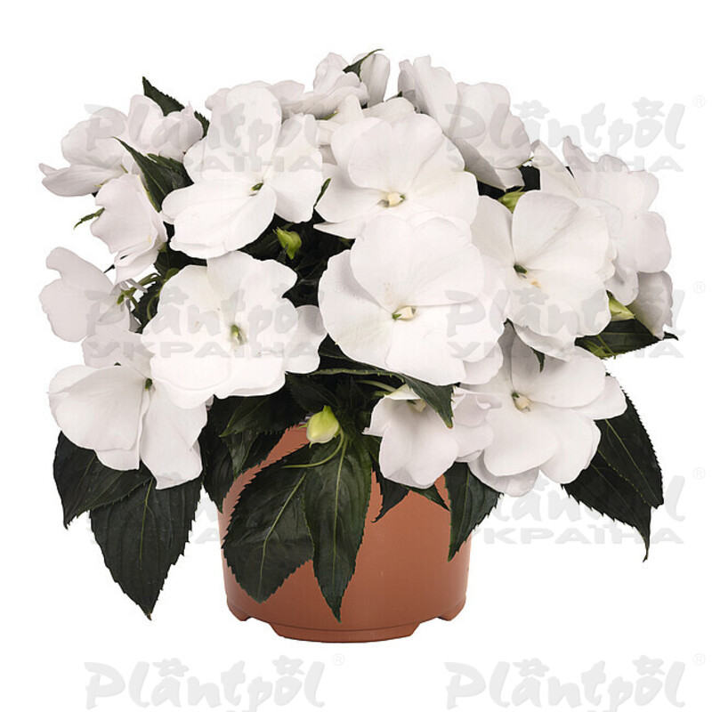 Імпатієнс New Guinea Magnum Pure White