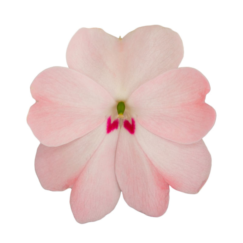 Імпатієнс Sunpatiens Patio Blush Pink