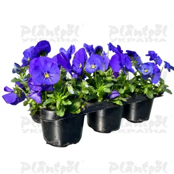 Фото 3