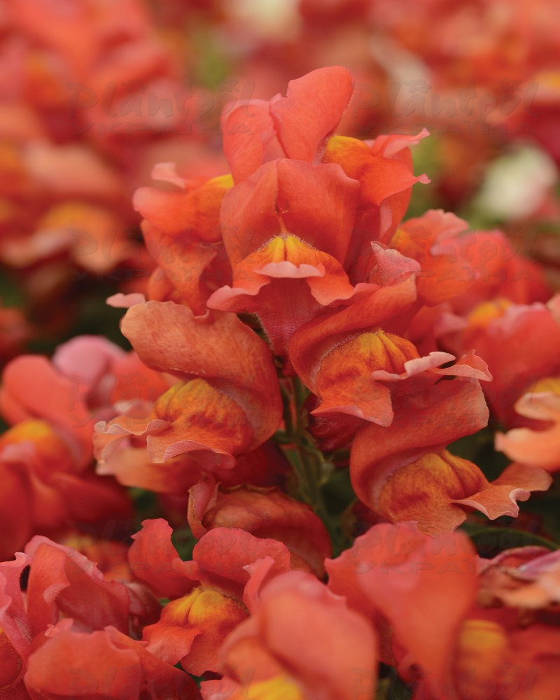 Антірінум majus Snapshot F1 Orange (288 палета/Florensis)