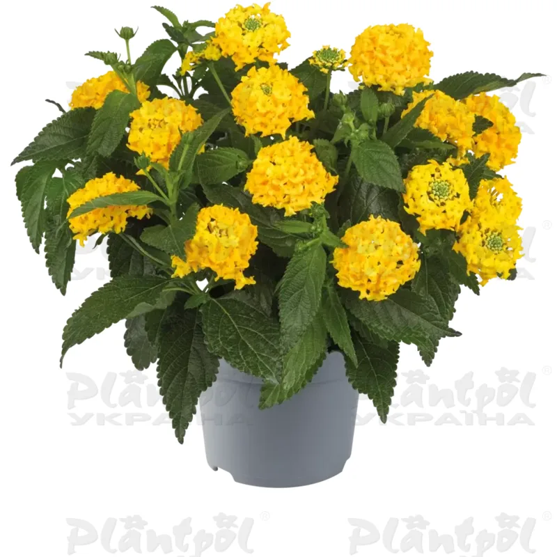 Лантана Shamrock Yellow (128 палета/Florensis)