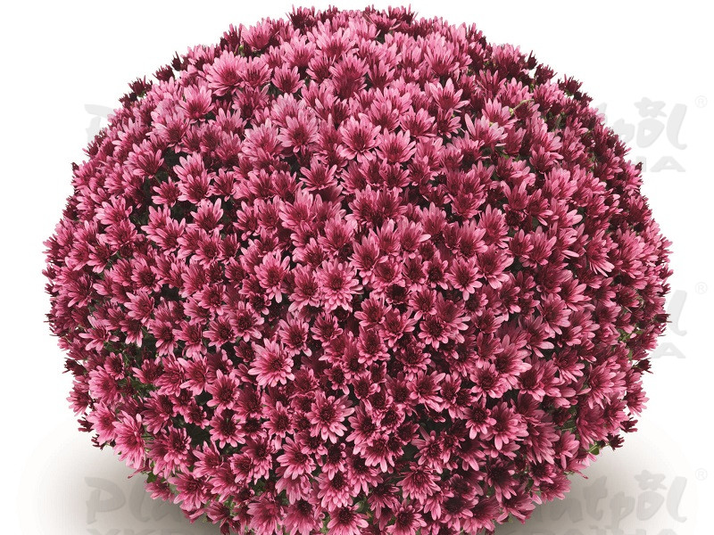 Хризантема дрібноквіткова горшкова Aduro Violet