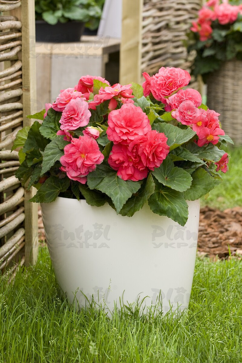 Бегонія Tuberhybrida Nonstop F1 Deep Rose (180 палета/Florensis)