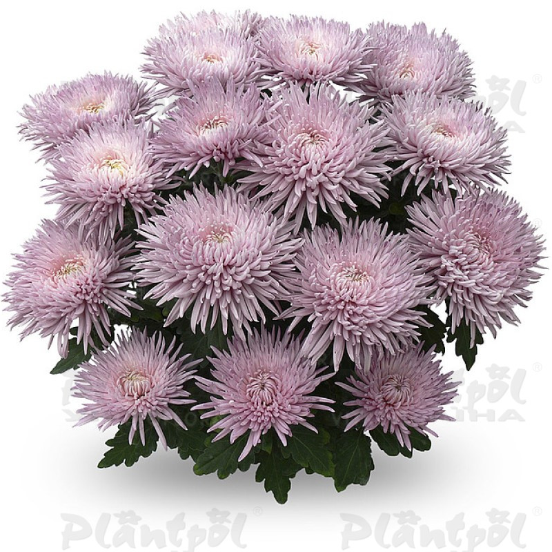 Хризантема великоквіткова горшкова Alaka Rose (Vitroflora)