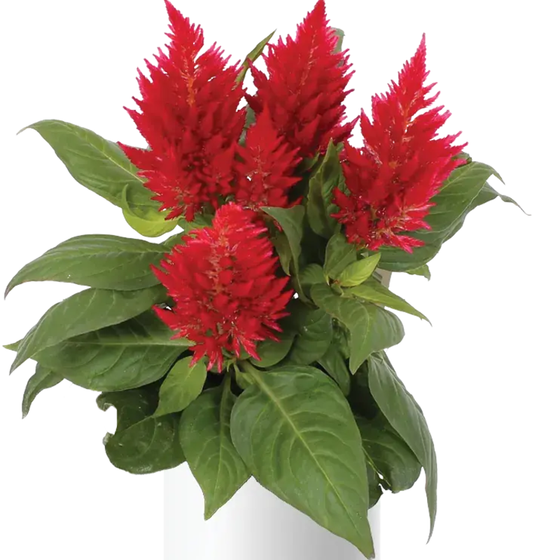Целозія Kelos Fire Red