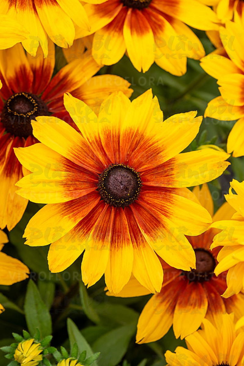 Рудбекія Sunbeckia Luna (Vitroflora)