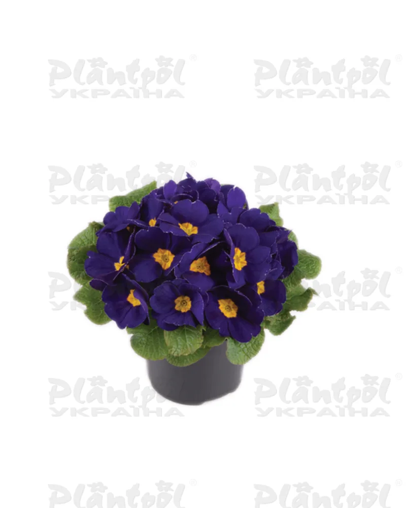 Примула vulgaris Esna® F1 Blue