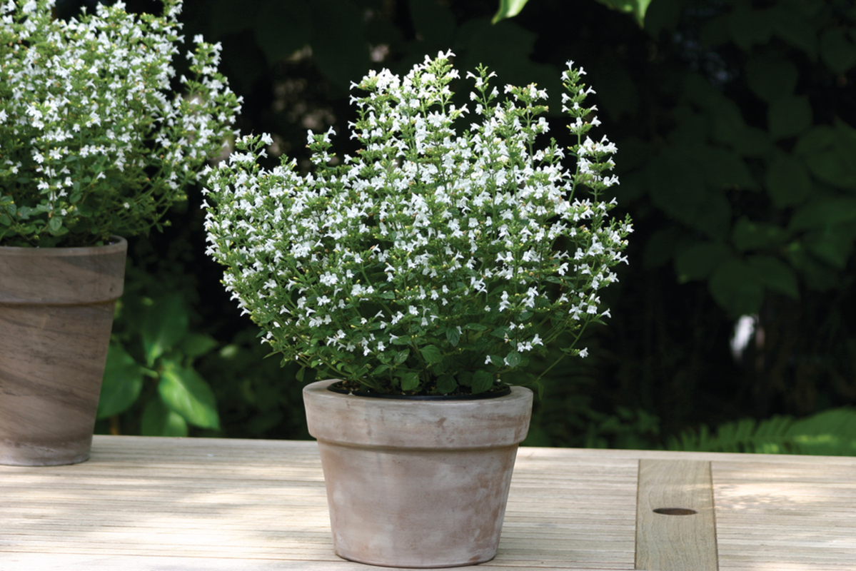 Каламінта nepeta Marvelette White (288 палета/Florensis)