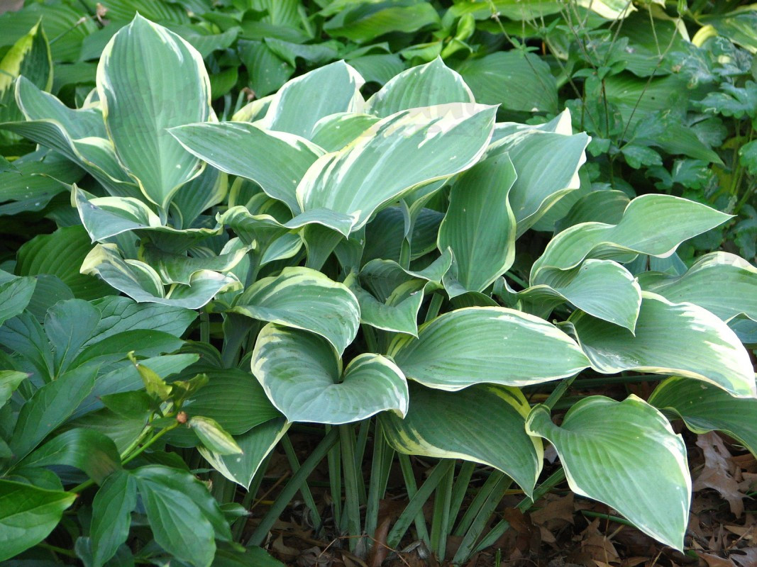 Хоста високоросла Regal Splendor (Vitroflora)